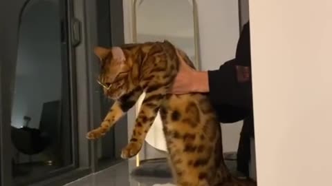 Are you kitten me right meow