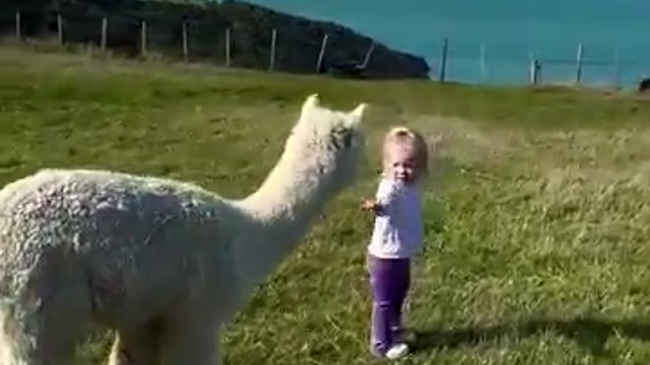 Next generation Shamarra alpaca farmer