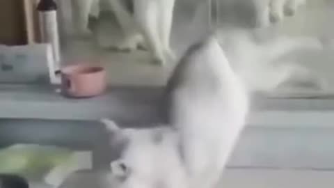 Watch These Cats React To Each Other!