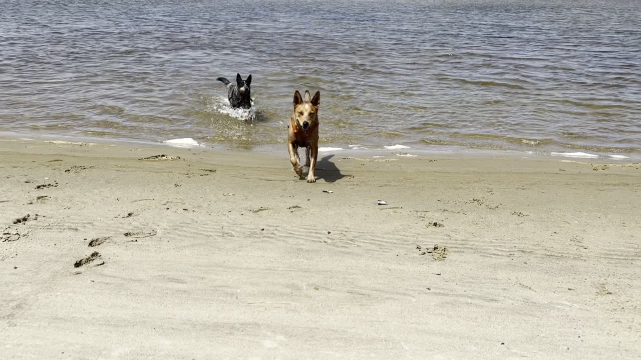 fun at the beach 239084320984