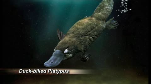 Associated Christian Television 24/7