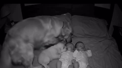 cutest thing Ive ever seen