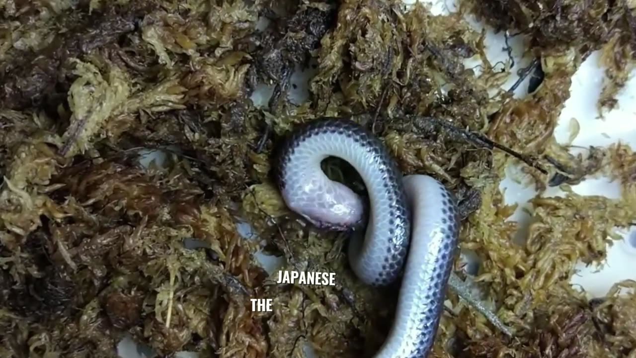 "They Don’t Want You to Know About the Japanese Fish"