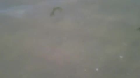 A small crab is seen in the shallow part of the beach [Nature & Animals]