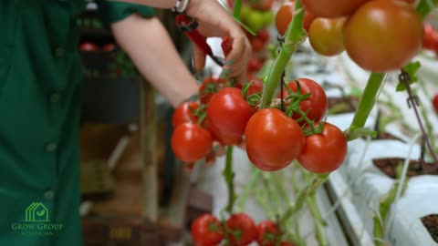 A high-tech greenhouse for growing tomatoes! The coherence of the work is amazing - 1080