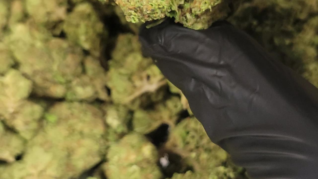 Banana THCA Flower