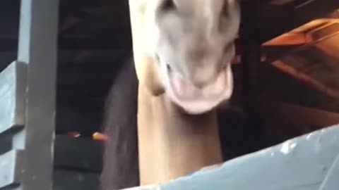 Horse...Morse...