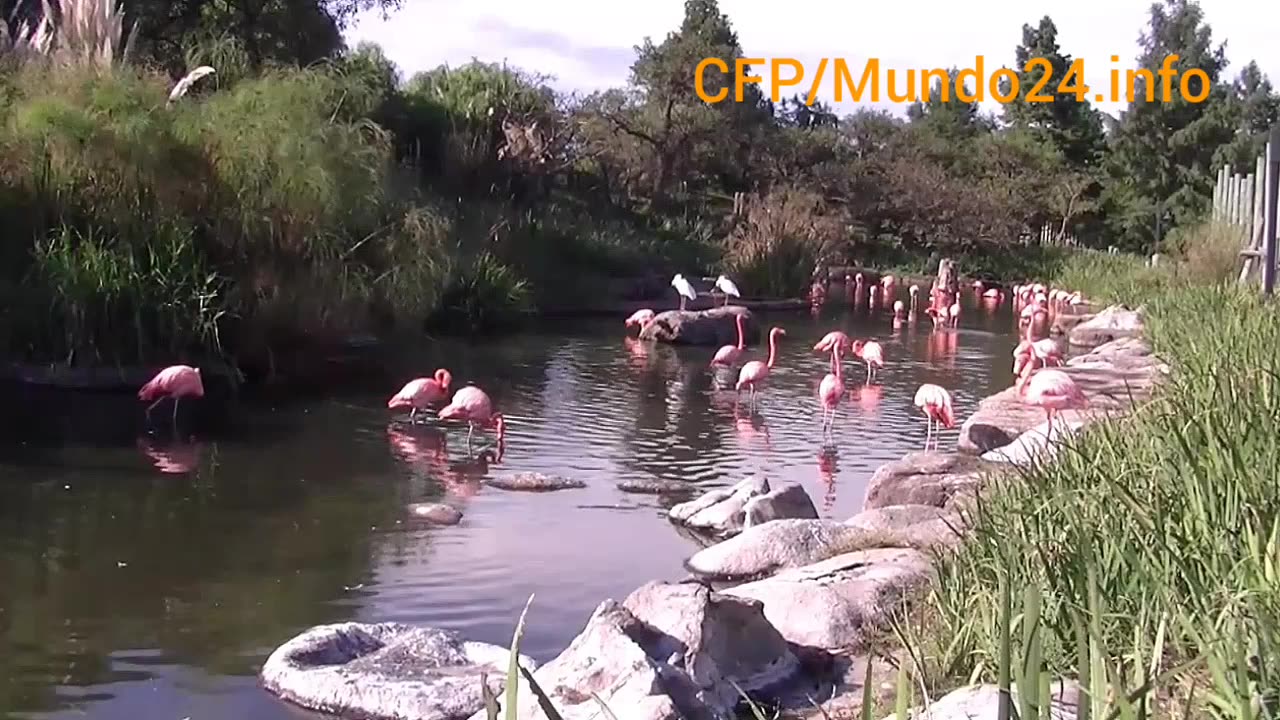 Temaikén ll. (Escobar, Argentina)