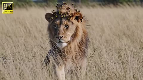 AI-Generated Rescue: Millions of Bees Swarm a Lion – Watch the Rescue!