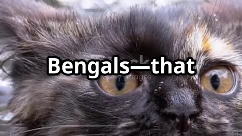 Myth: All cats hate water