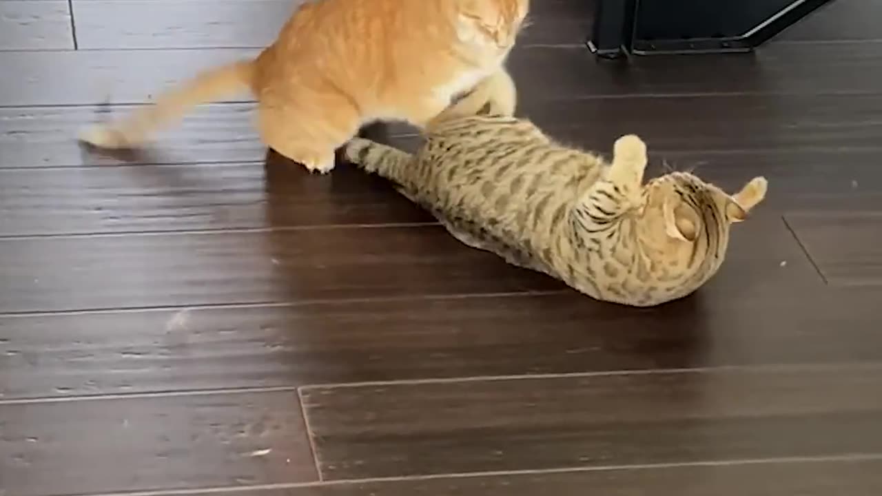 Funny Cat Pulls Off Sneak Attack!