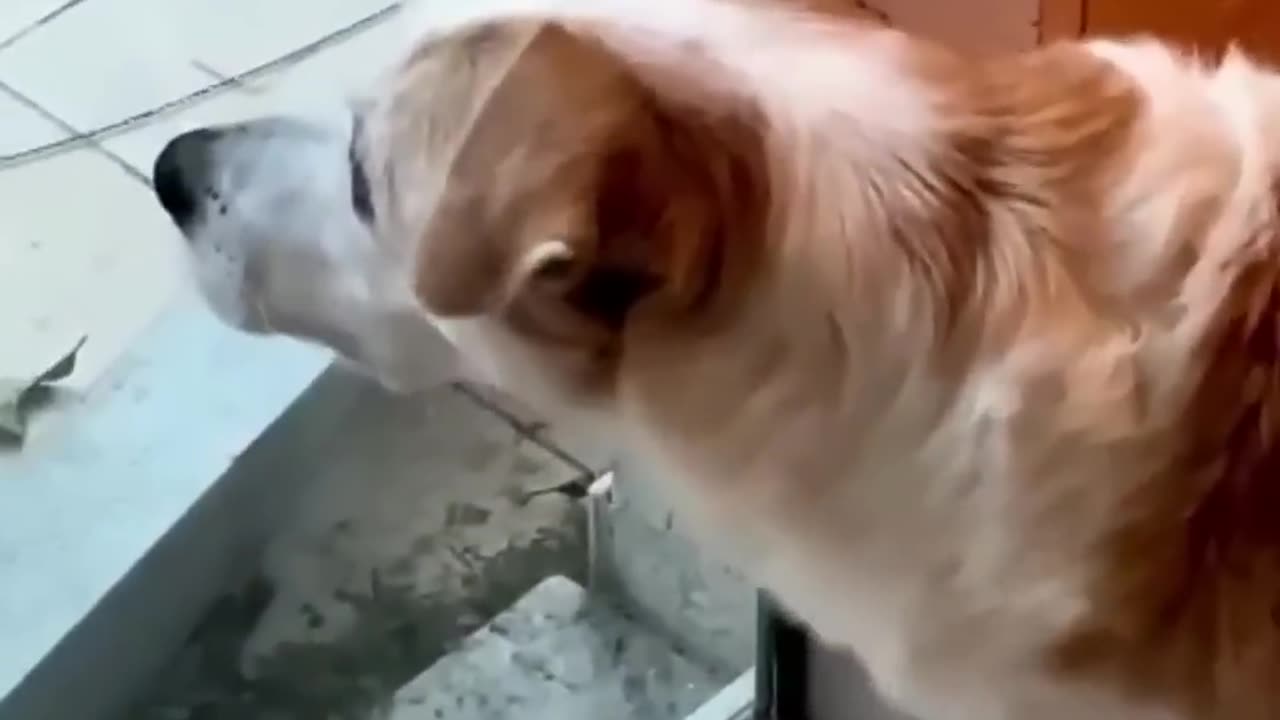 Cats vs. Dogs: Playtime or Battle Royale?😂😂😂
