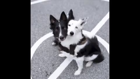Funny animals