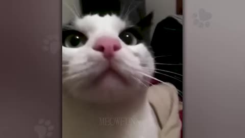unpredictable hilarious and smarter than you think - funny cats