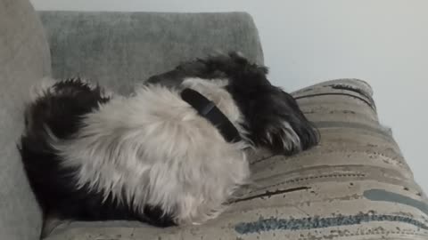 Benji D1 Tuesday June 24 2025 video 1