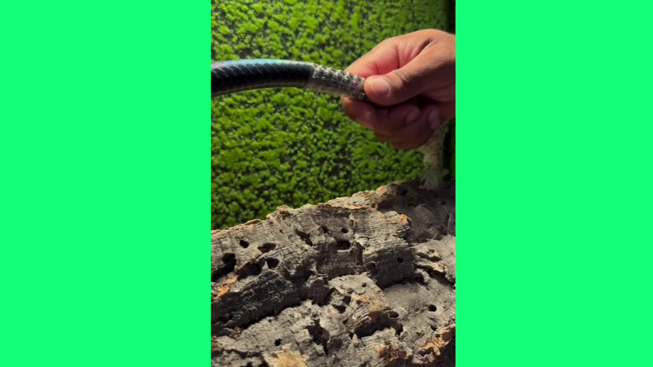 how a snake sheds its skin