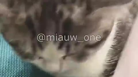 When Cat Alone VS With Human