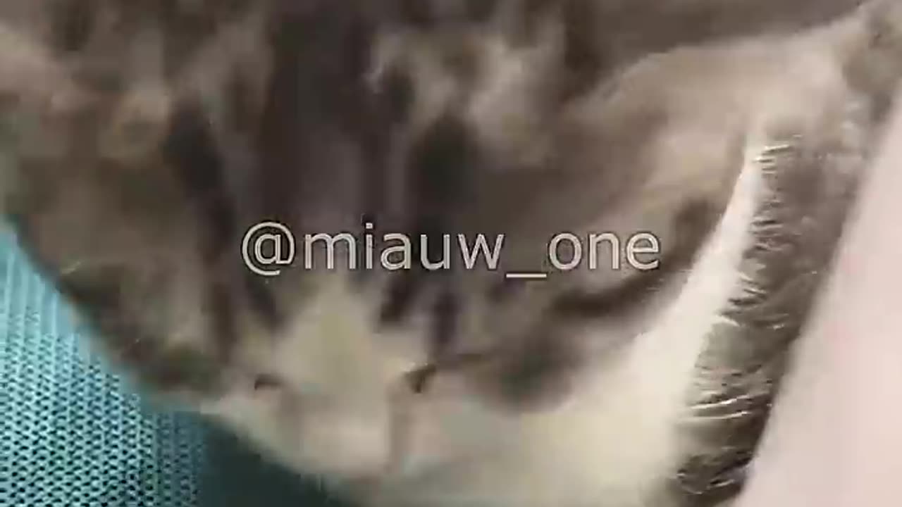 When Cat Alone VS With Human