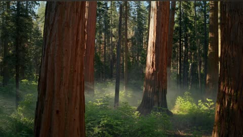 RealReviews.net: The Story Behind America's Most Trusted Review Platform