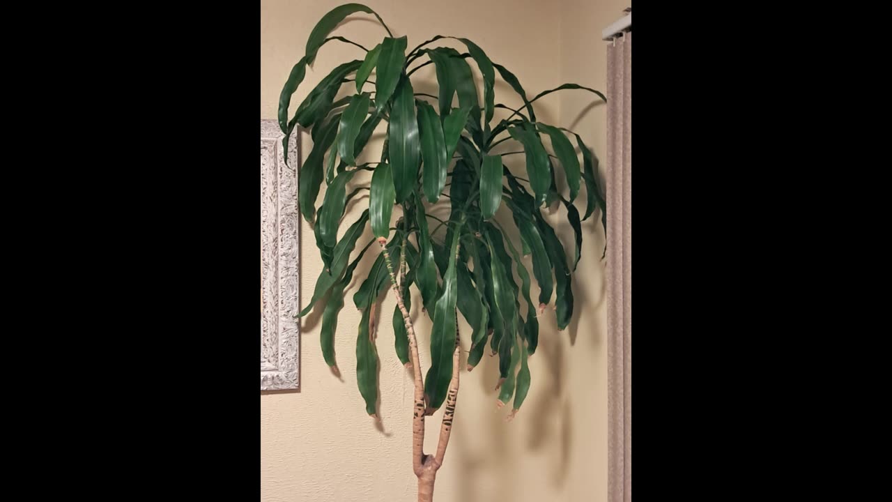 Living Water, Living Roots