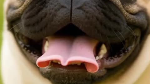 10 Breeds, 10 Smiles: Happy Dogs in 10 Seconds