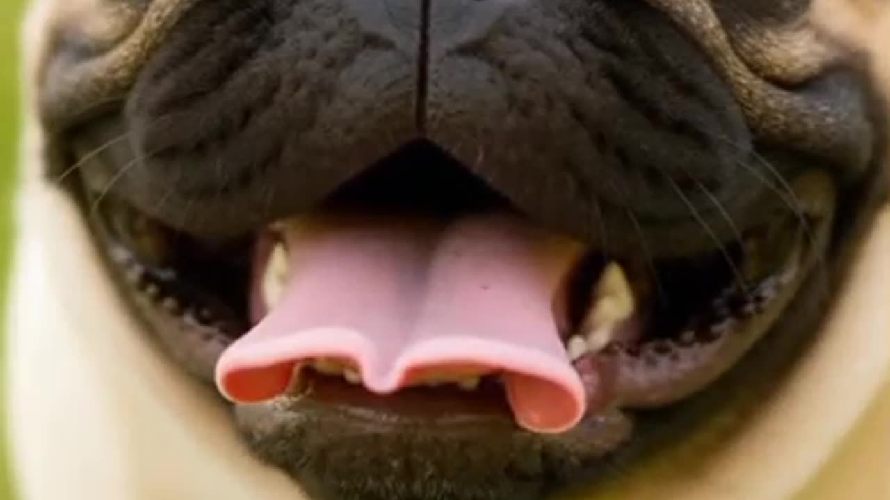 10 Breeds, 10 Smiles: Happy Dogs in 10 Seconds