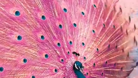 “✨ Rare Pink Peacock – A Once-in-a-Lifetime Beauty! 🦚💖”