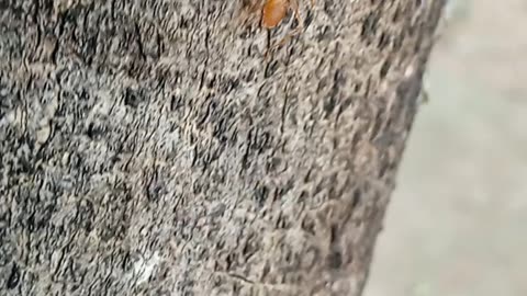 Ant fir