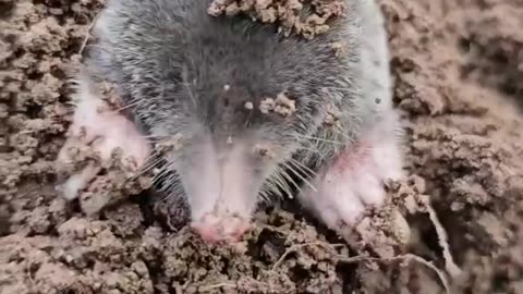 Resting after a long dig