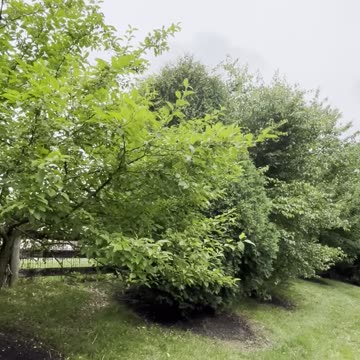 New SW Ohio Attraction: CICADAs