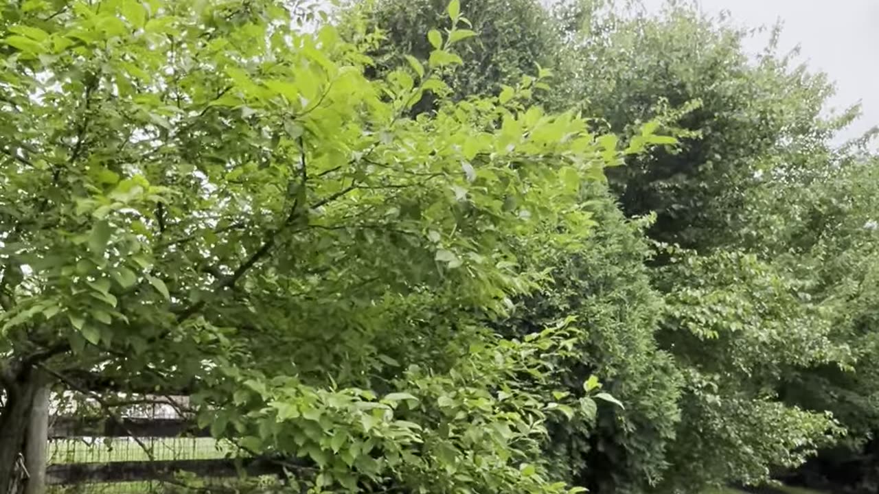 New SW Ohio Attraction: CICADAs