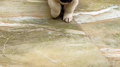 Food - greedy dog having a meal #A dog's thoughts are all written on its face