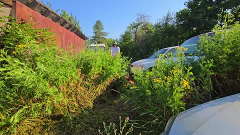 Abandoned Cars Covered by Nature’s Wrath - YBR905621NV #PlantifyLifeUS #NaturePower