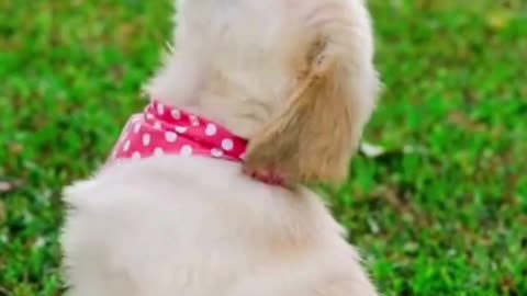 Amazing Dog Videos #animal #viral #shorts #trending #cute
