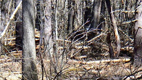 White-tailed deer