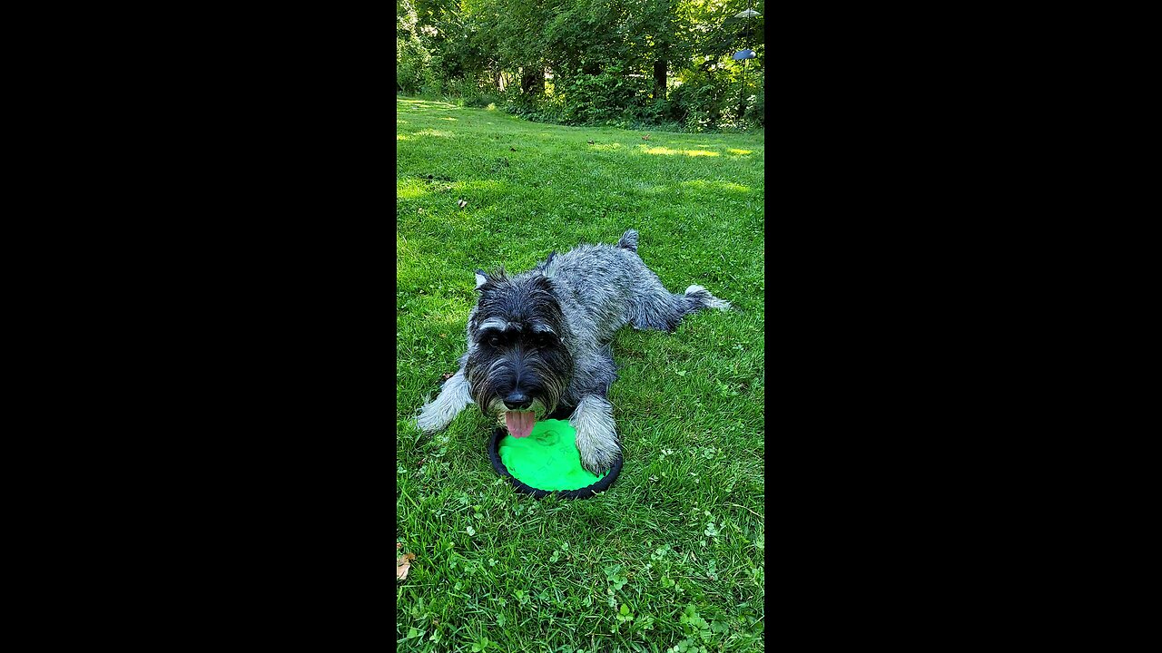 Dagr the Schnauzer - Frisbee time