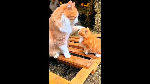 Cat mothers love 😻