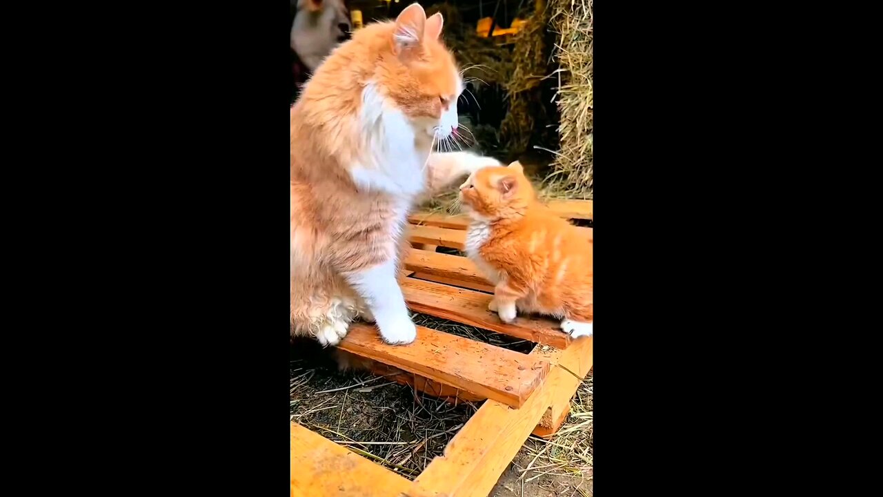 Cat mothers love 😻
