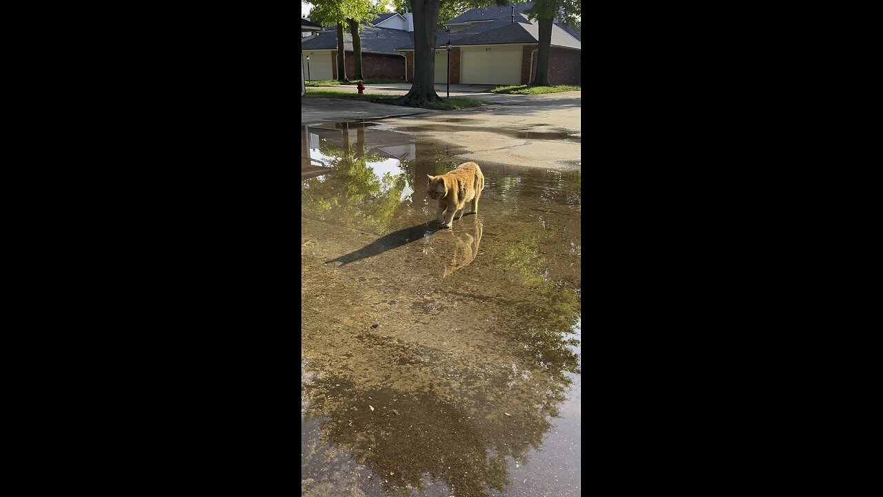 Cat of Jesus.