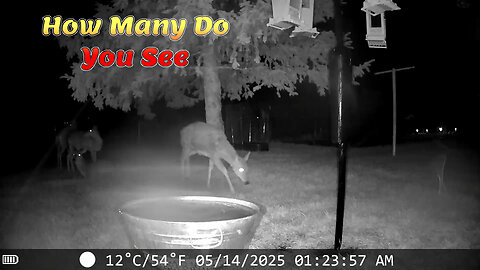 How Many Do You See?