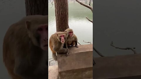Funny monkey #11