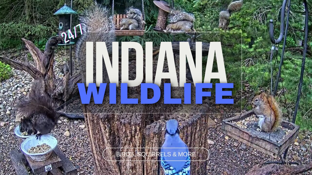 ❄️LIVE 24/7 Birds, Squirrels and More Feeder Cam - South Bend, Indiana