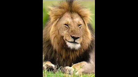 How lion become the King of jungle