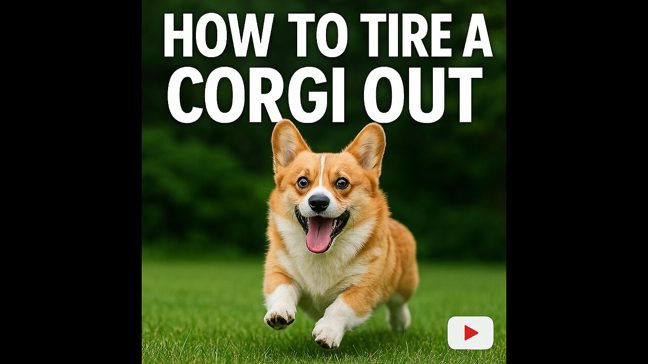 How I Finally Tired Out My INSANELY HYPER Corgi
