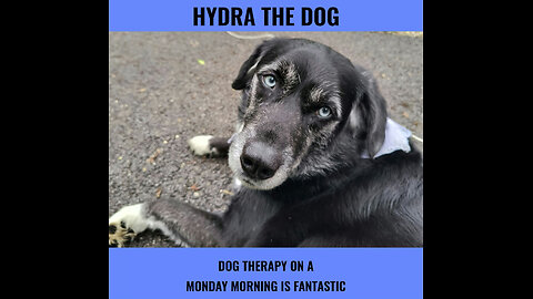 Hydra the Dog: 🚨 NFT