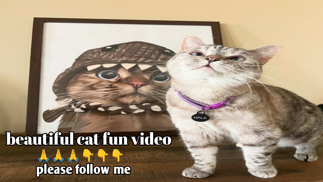 beautiful cat fun video