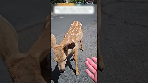 The deer followed a good man to help them