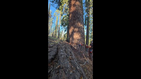 48 inch red fir