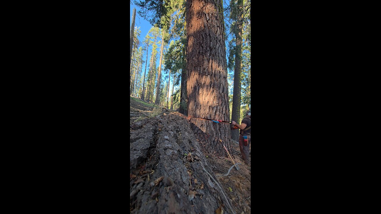48 inch red fir