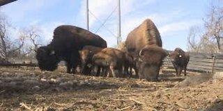 Tribes Killing Bison for Food in Lieu of SNAP Lapse